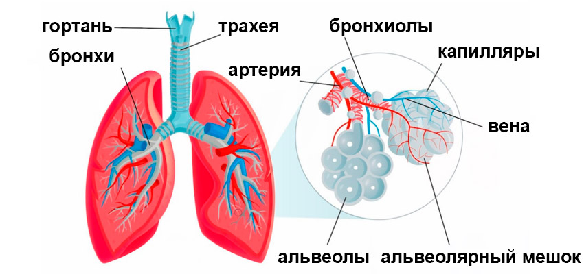 дыхательная система.jpg