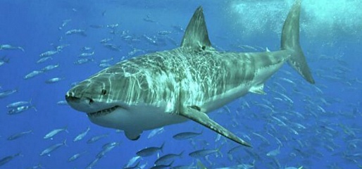 Факты об акульем жире, которые полезно знать каждому 